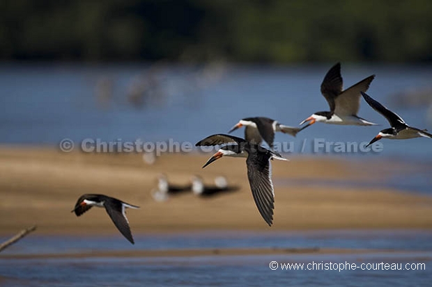 Black-Skimmer