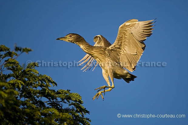 Black-Crowned Night Heron