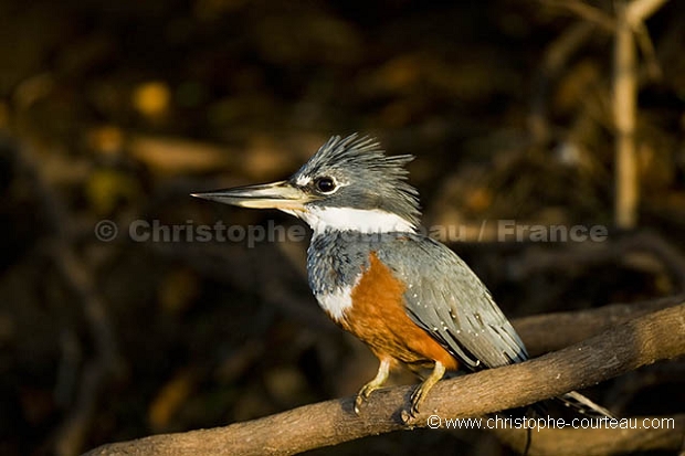 Ringed Kingfisher