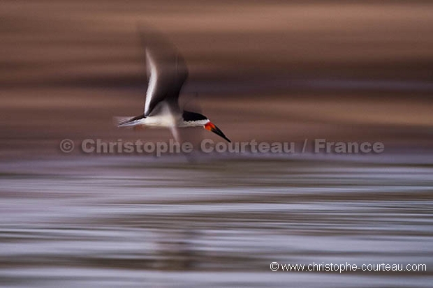 Black-Skimmer