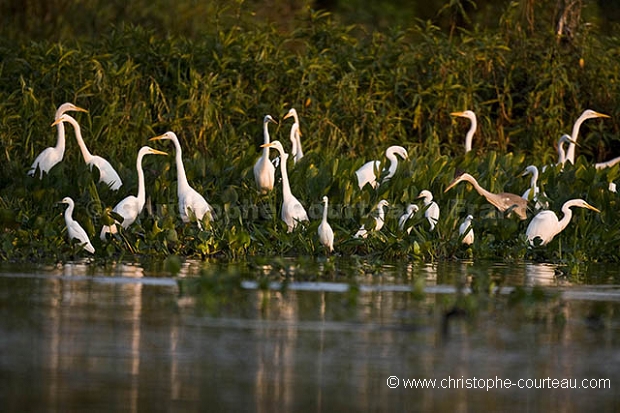 Herons &  Egrets