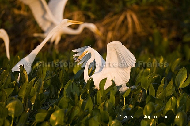 Herons & Egrets