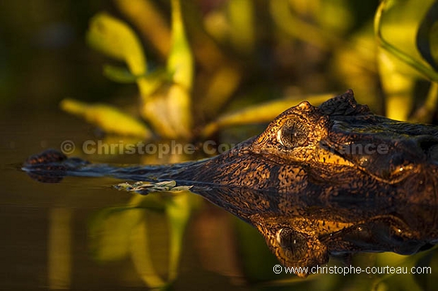 Caiman