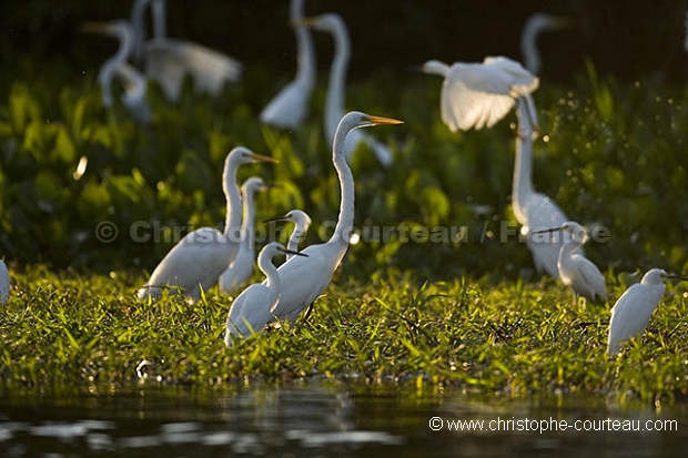 Herons  Egrets