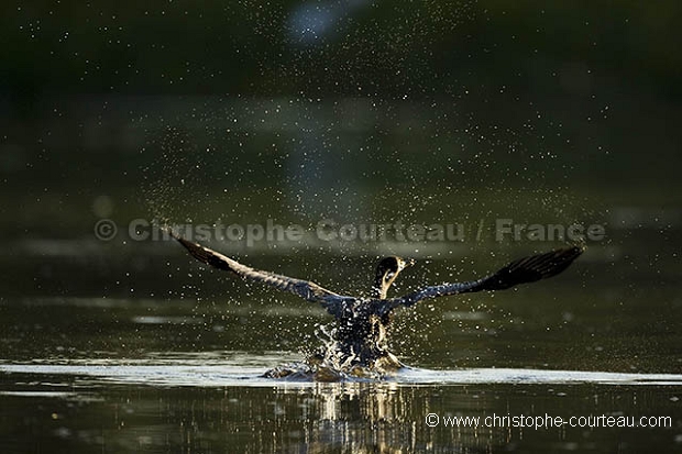 Olivaceous Cormorant