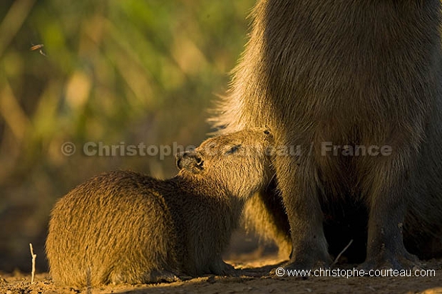 Capybara