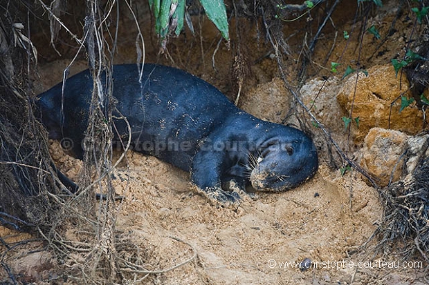 Loutre gante du Brsil