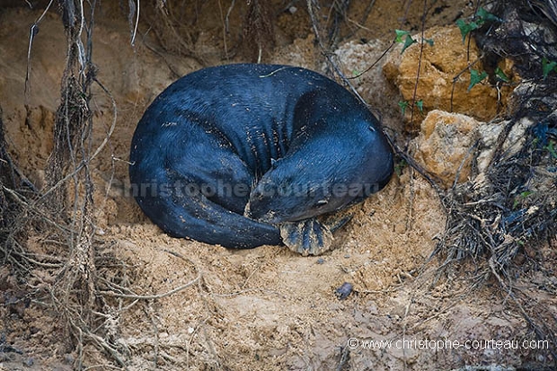 Loutre gante du Brsil