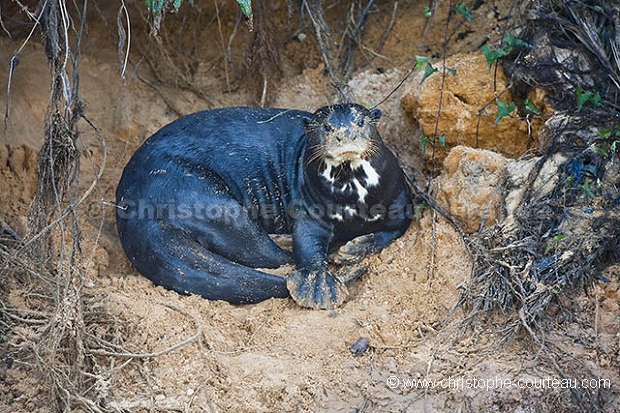 Loutre géante du Brésil