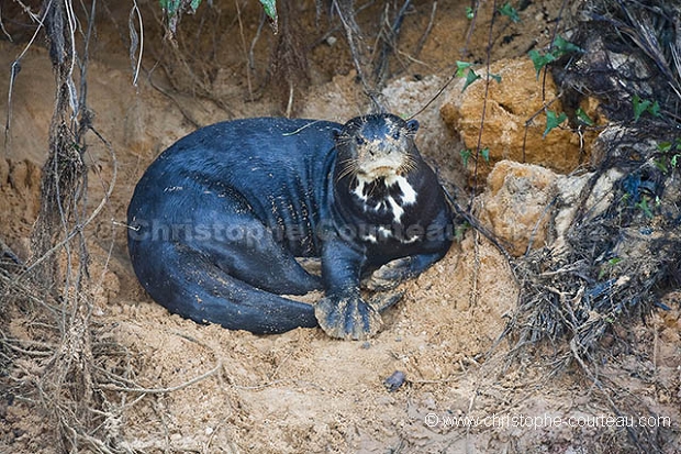 Loutre gante du Brsil