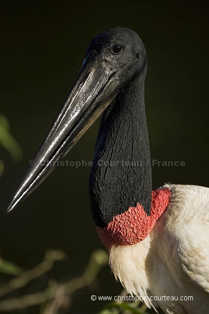 Jabiru amricain. Gros plan.