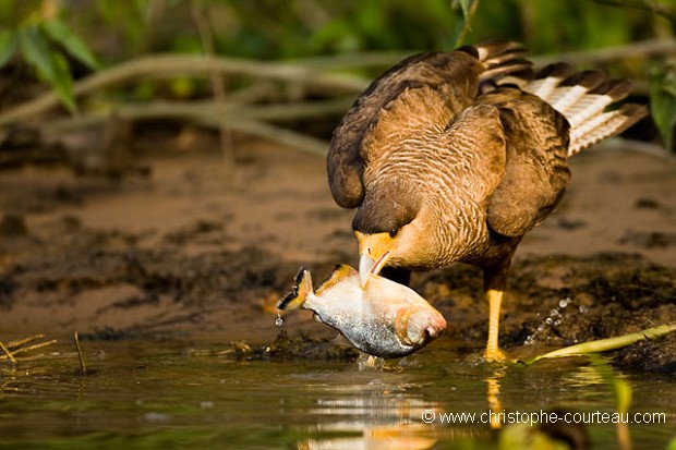 Crested Caracara