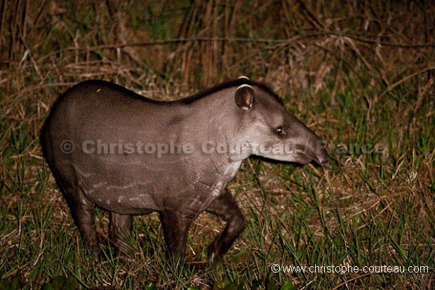 Tapir la nuit dans un marais du Pantanal.