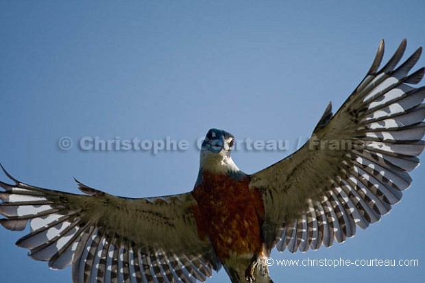 Ringed Kingfisher