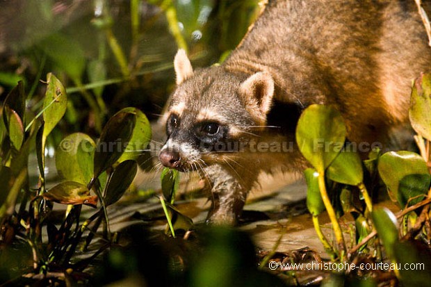 Ratton Crabier la nuit dans les marais du Pantanal.