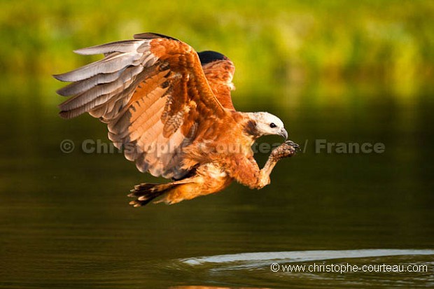 Black-Collared Hawk