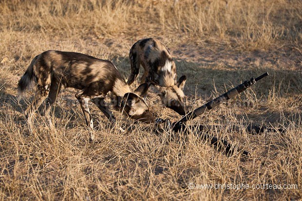 Wild Dogs