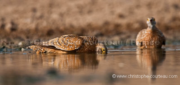 Burchell's Sandgrouse