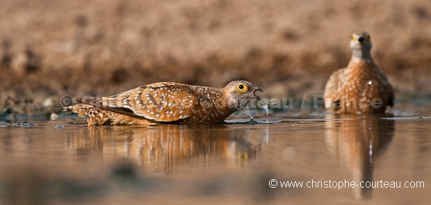 Burchell's Sandgrouse