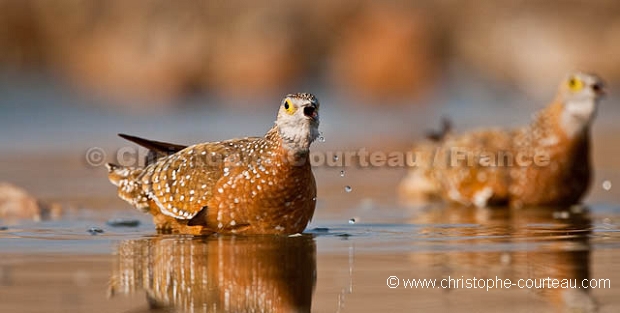 Burchell's Sandgrouse