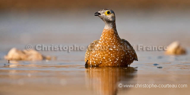 Burchell's Sandgrouse