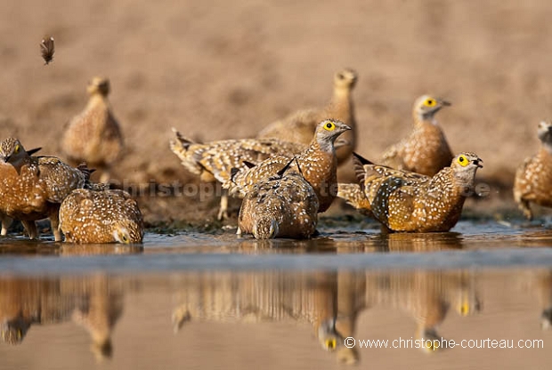 Burchell's Sandgrouse