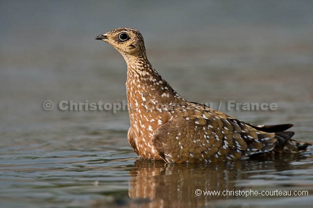 Burchell's Sandgrouse