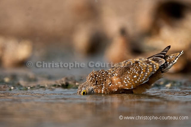 Burchell's Sandgrouse