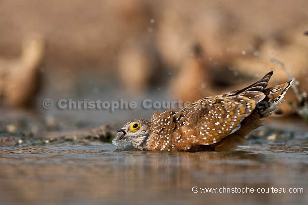 Burchell's Sandgrouse