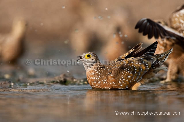 Burchell's Sandgrouse