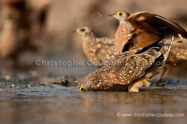 Burchell's Sandgrouse