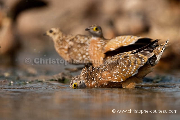 Burchell's Sandgrouse