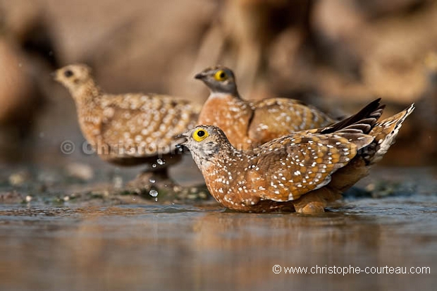 Burchell's Sandgrouse