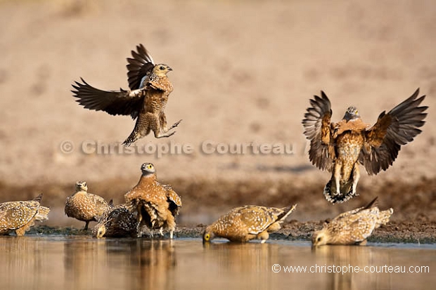 Burchell's Sandgrouse