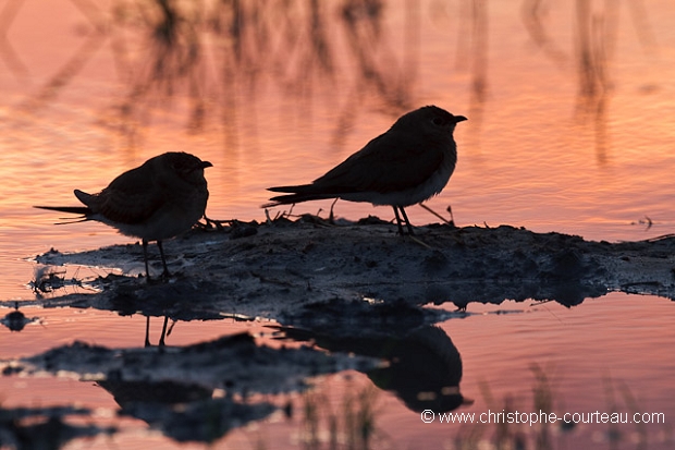 Collared (Red-Winged) Pratincole