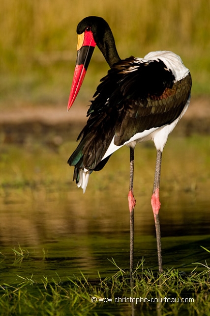 Saddle-Billed Stork - Jabiru africain