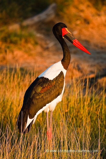 Saddle-Billed Stork - Jabiru africain