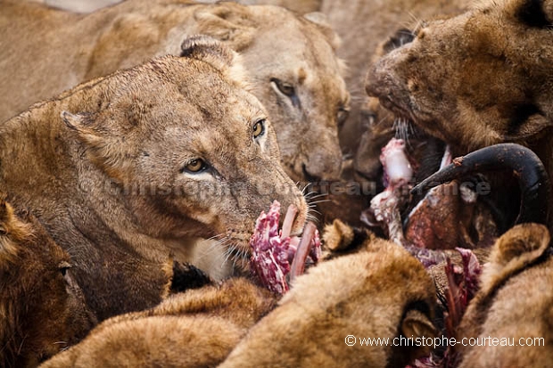 Lion Pride feeding on a Wildebeest