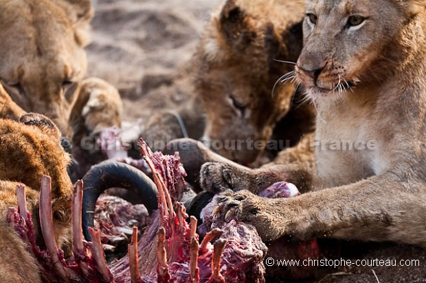 Lion Pride feeding on a Wildebeest