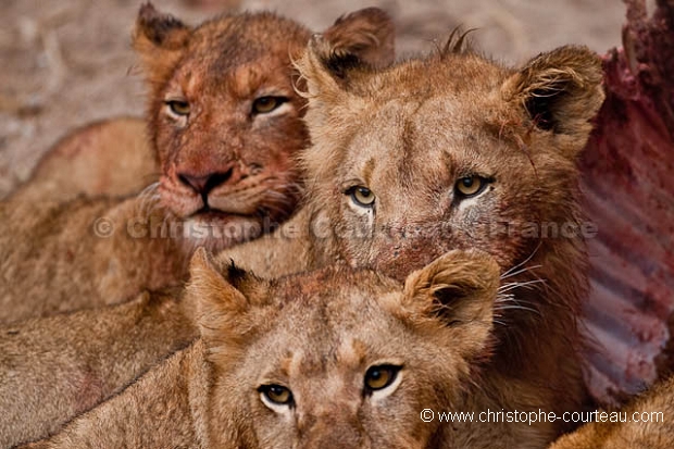 Lion Pride feeding on a Wildebeest