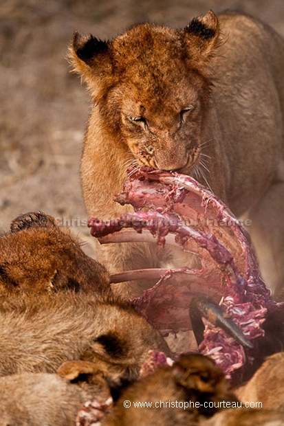 Lion Pride feeding on a Wildebeest