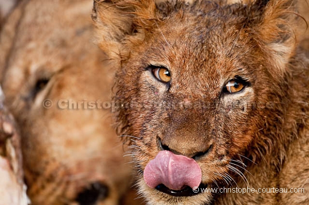 Clan de Lions en train de manger un gnou.