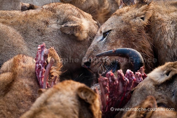 Lion Pride feeding on a Wildebeest