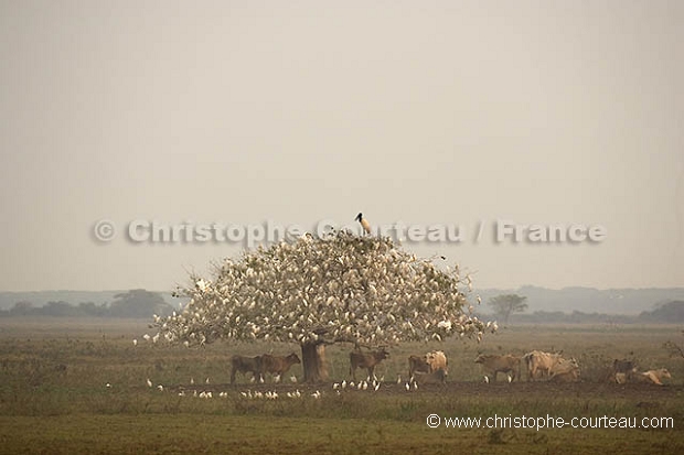 Dortoir d'Aigrettes dans le Pantanal / Egrets in Tree, Pantanal