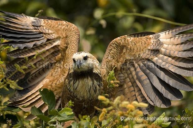 Buse  tte blanche / Black Collared Hawk