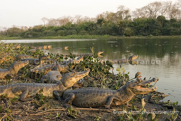 Camans  lunette /  Spectacled Caimans