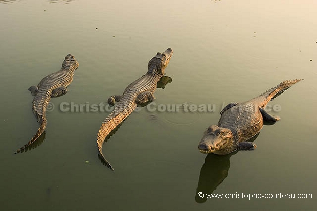 Camans  lunette /  Spectacled Caimans