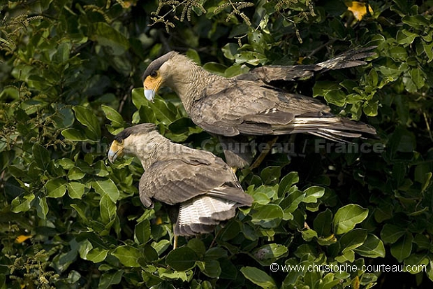 Faucon caracara Couple. Pair of Crested Caracara.