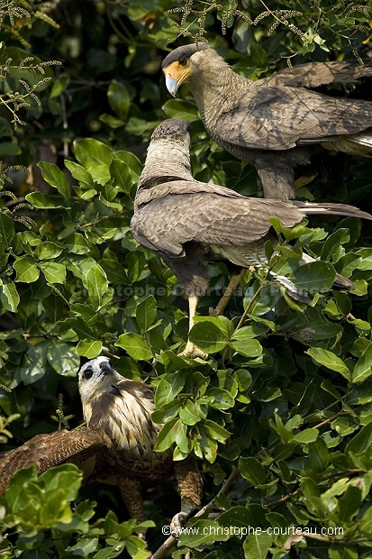 Caracaras et Buse  tte blanche / Common Caracaras  Black Collared Hawk Fighting