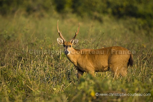 Cerf des marais / Marsh Deer Stag
